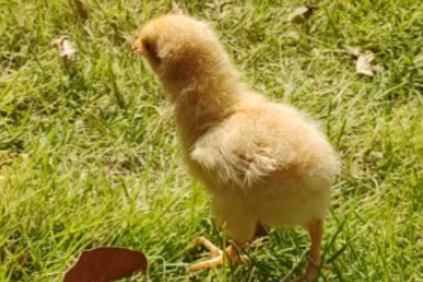 为何小鸡一晒太阳就睡觉,原因是晒过太阳后身体会放松