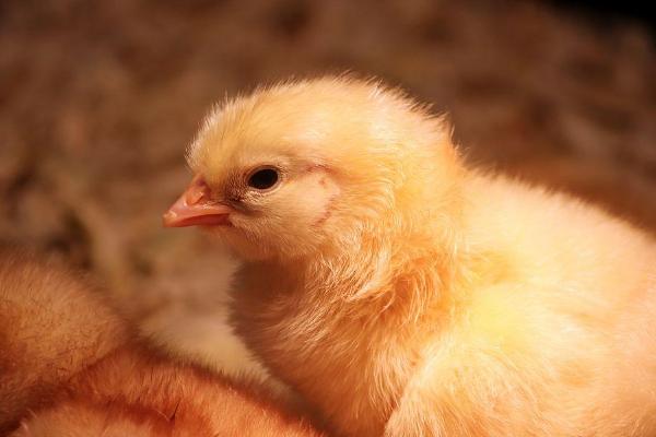 为何小鸡一晒太阳就睡觉,原因是晒过太阳后身体会放松