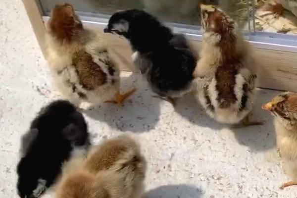 为何小鸡一晒太阳就睡觉,原因是晒过太阳后身体会放松