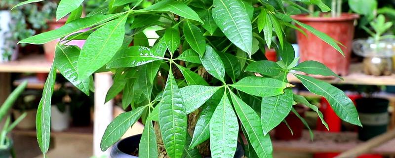 发财树适合浇什么水