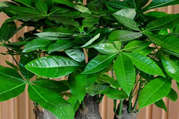 发财树适合浇什么水,放置了两天的自来水或者雨水为佳