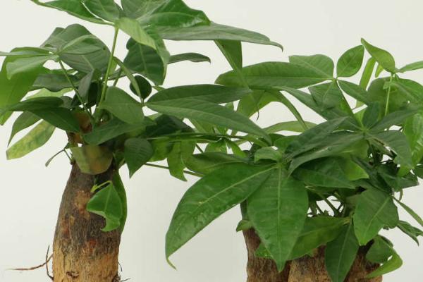 发财树适合浇什么水,放置了两天的自来水或者雨水为佳