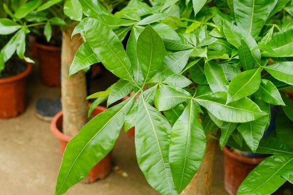 发财树适合浇什么水,放置了两天的自来水或者雨水为佳