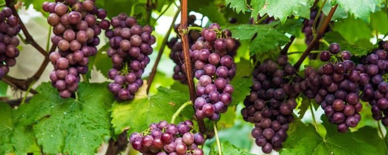 葡萄多次结果高质量枝术措施