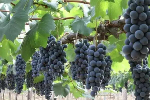 葡萄多次结果高质量枝术措施,可利用副梢一年多次结果