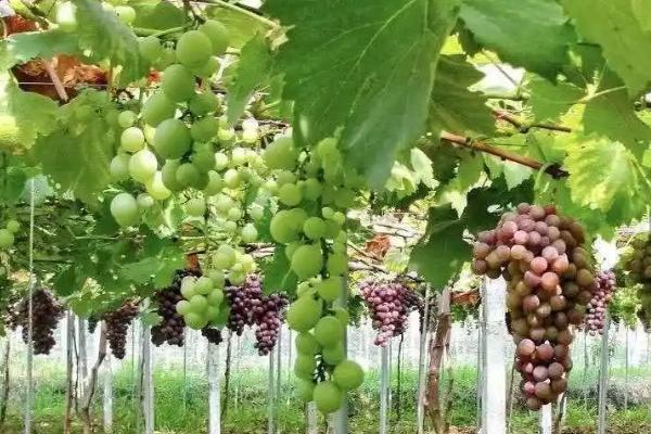 葡萄多次结果高质量枝术措施,可利用副梢一年多次结果