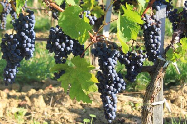 葡萄多次结果高质量枝术措施,可利用副梢一年多次结果