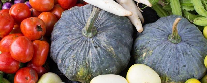 蔬菜种子怎么催芽