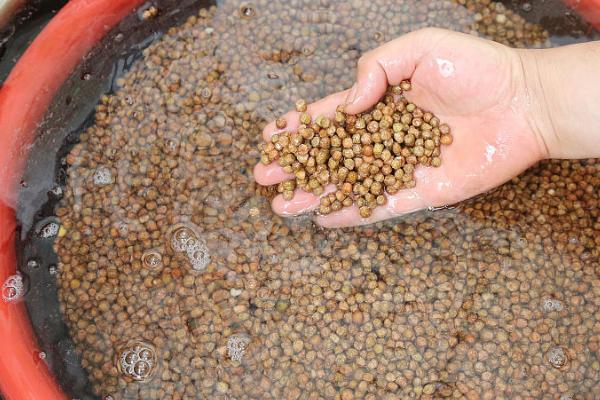 蔬菜种子怎么催芽,包裹至湿布中再埋入粪堆、可利用发酵温度达到催芽目的