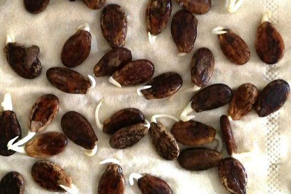 蔬菜种子怎么催芽,包裹至湿布中再埋入粪堆、可利用发酵温度达到催芽目的