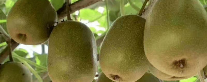 猕猴桃周年管理方案