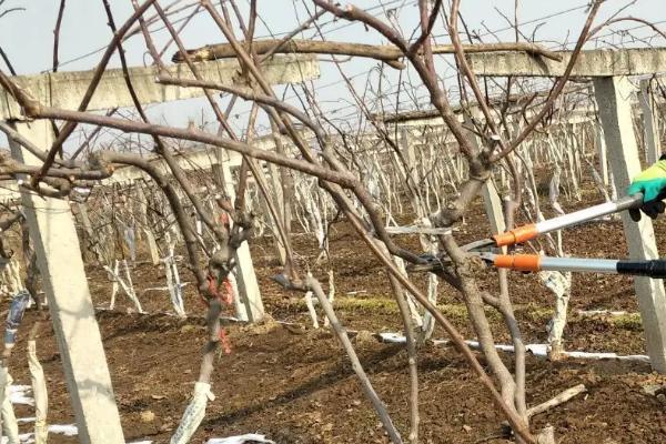 猕猴桃周年管理方案,不同月份的管理方式不同