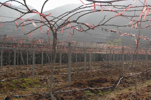 猕猴桃周年管理方案,不同月份的管理方式不同