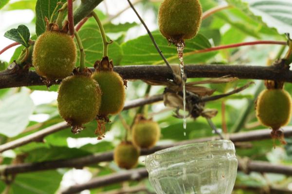 猕猴桃周年管理方案,不同月份的管理方式不同