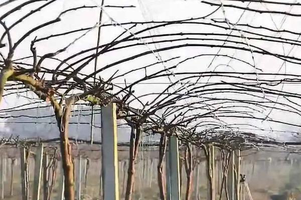 猕猴桃周年管理方案,不同月份的管理方式不同