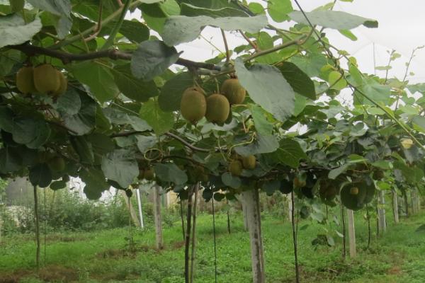 猕猴桃周年管理方案,不同月份的管理方式不同