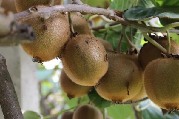 猕猴桃周年管理方案,不同月份的管理方式不同