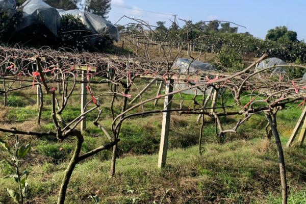 猕猴桃周年管理方案,不同月份的管理方式不同