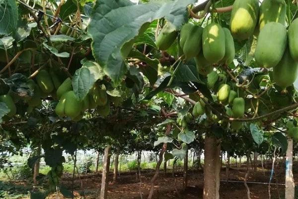 猕猴桃周年管理方案,不同月份的管理方式不同