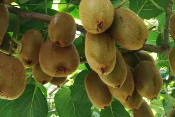 猕猴桃周年管理方案,不同月份的管理方式不同