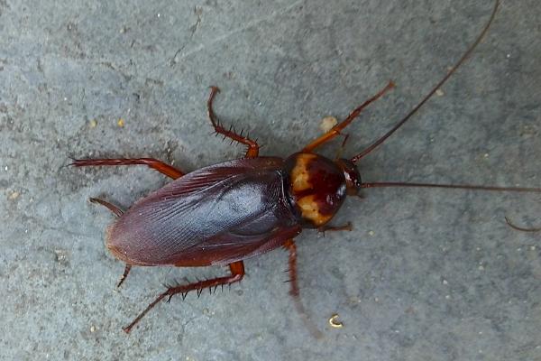 蟑螂是什么动物,是最原始的有翅昆虫之一