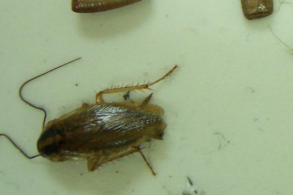 蟑螂是什么动物,是最原始的有翅昆虫之一