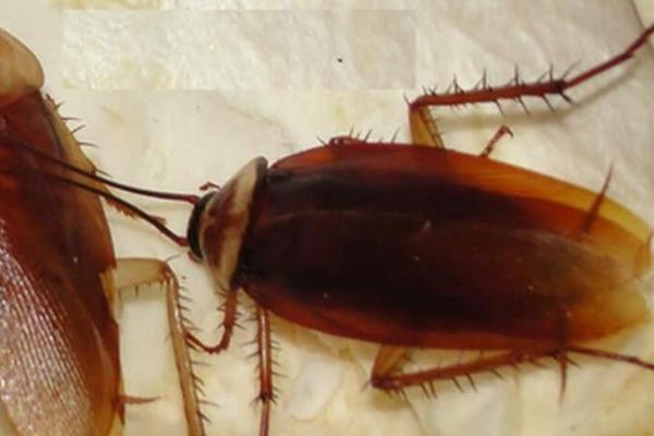 蟑螂是什么动物,是最原始的有翅昆虫之一