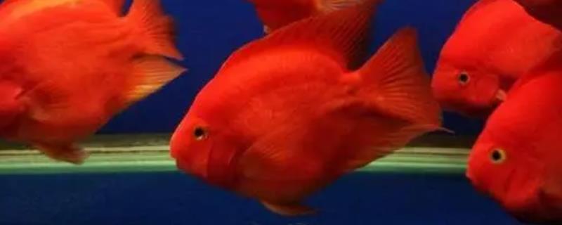 鹦鹉鱼吃上浮鱼食吗