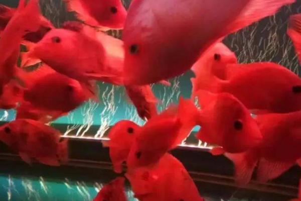 鹦鹉鱼吃上浮鱼食吗,环境适应后便会吃浮鱼食