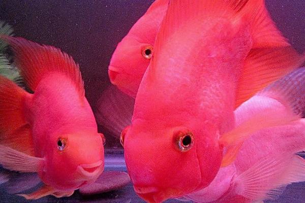 鹦鹉鱼吃上浮鱼食吗,环境适应后便会吃浮鱼食