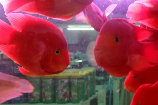 鹦鹉鱼吃上浮鱼食吗,环境适应后便会吃浮鱼食