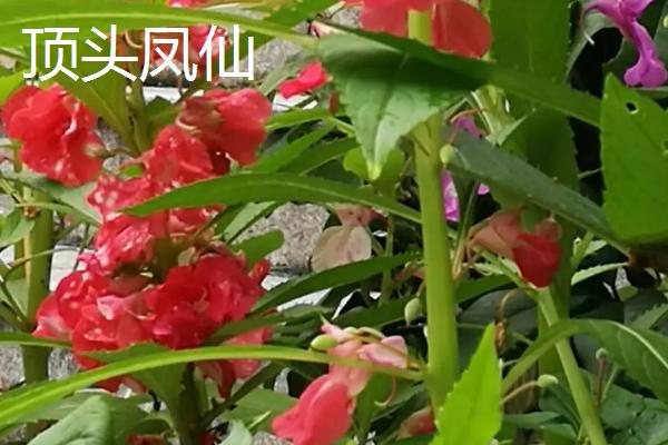 凤仙花品种有哪些,包括顶头凤仙、矮生凤仙、龙爪凤仙等种类