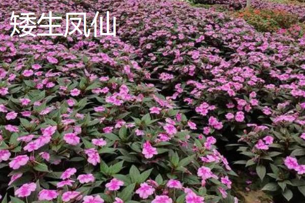 凤仙花品种有哪些,包括顶头凤仙、矮生凤仙、龙爪凤仙等种类