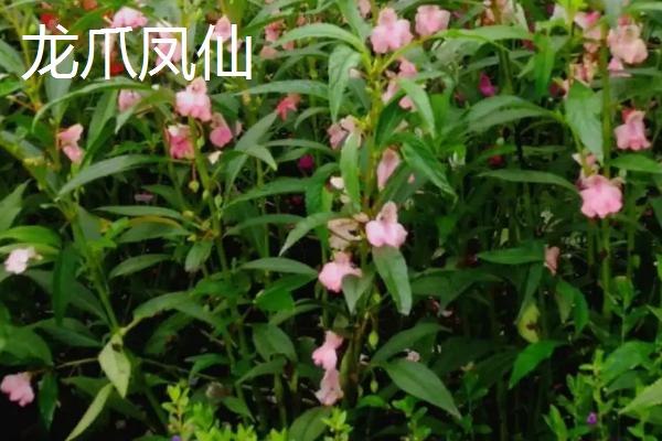 凤仙花品种有哪些,包括顶头凤仙、矮生凤仙、龙爪凤仙等种类