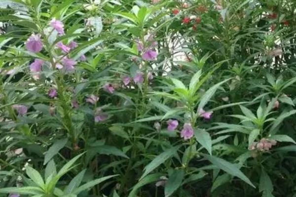 凤仙花品种有哪些,包括顶头凤仙、矮生凤仙、龙爪凤仙等种类