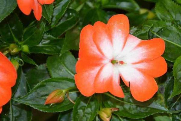 凤仙花品种有哪些,包括顶头凤仙、矮生凤仙、龙爪凤仙等种类