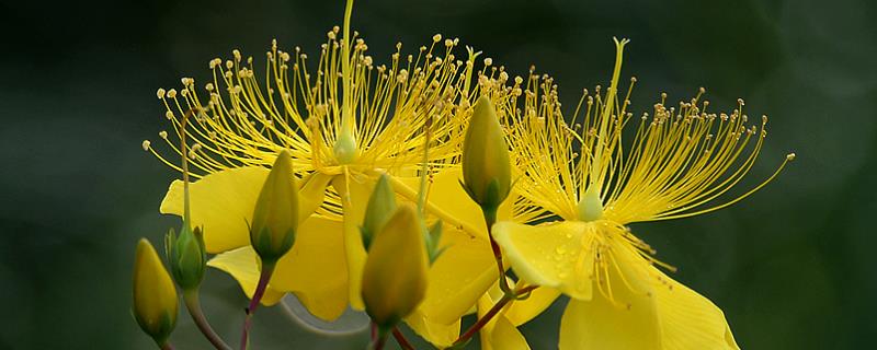 金丝桃的养殖方法