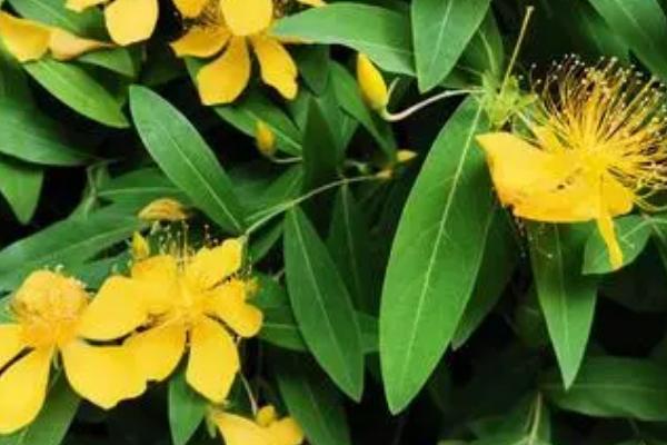 金丝桃的养殖方法,春季发芽之前需修剪一次