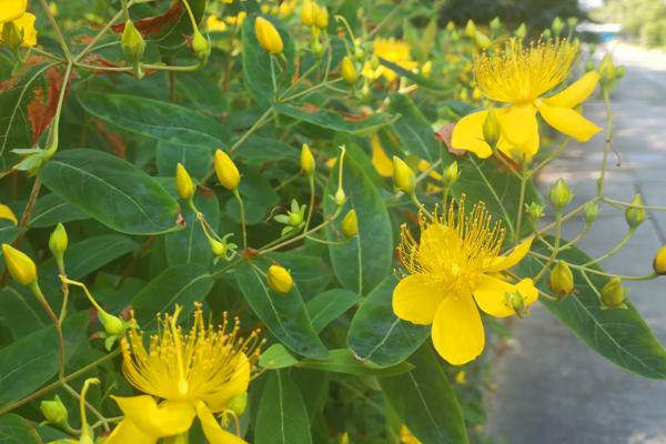 金丝桃的养殖方法,春季发芽之前需修剪一次