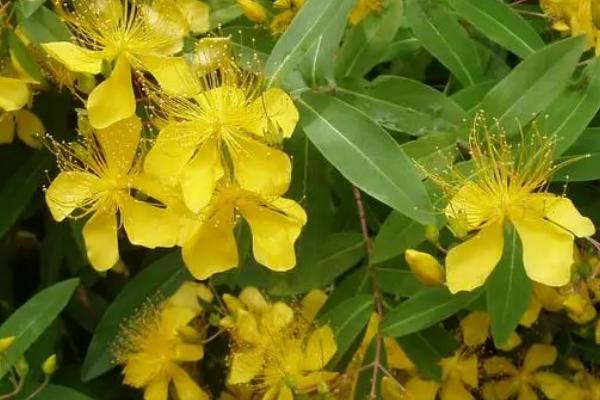 金丝桃的养殖方法,春季发芽之前需修剪一次