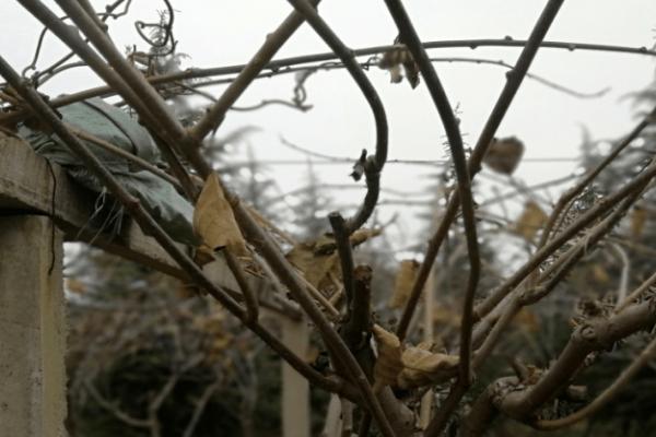 猕猴桃冬剪后为何要绑枝,通常是为了合理利用空间、改善树体结构