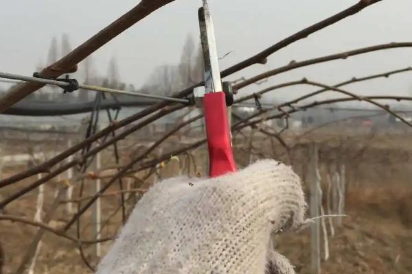 猕猴桃冬剪后为何要绑枝,通常是为了合理利用空间、改善树体结构