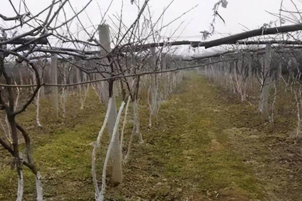 猕猴桃冬剪后为何要绑枝,通常是为了合理利用空间、改善树体结构