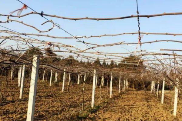 猕猴桃冬剪后为何要绑枝,通常是为了合理利用空间、改善树体结构