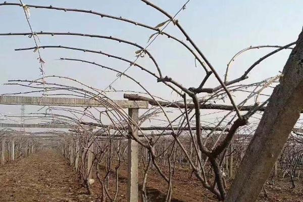 猕猴桃冬剪后为何要绑枝,通常是为了合理利用空间、改善树体结构