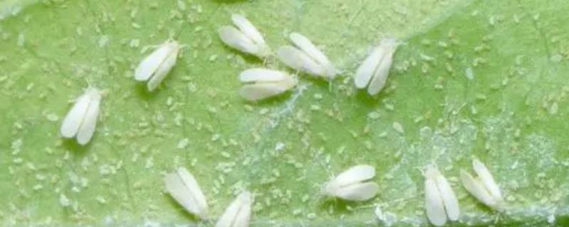 吡虫啉的防治对象