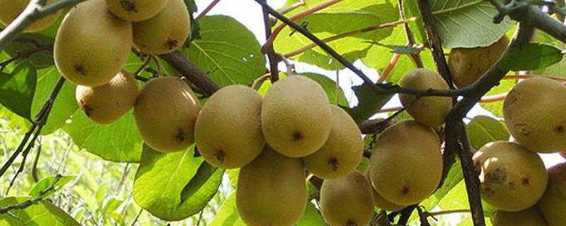 猕猴桃壮果肥什么时候施