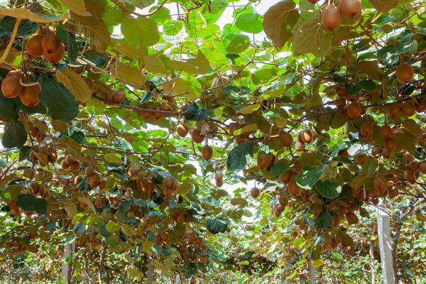 猕猴桃壮果肥什么时候施,7月20日至8月10日施壮果肥