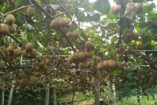 猕猴桃壮果肥什么时候施,7月20日至8月10日施壮果肥