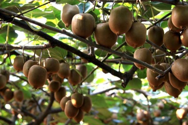 猕猴桃壮果肥什么时候施,7月20日至8月10日施壮果肥